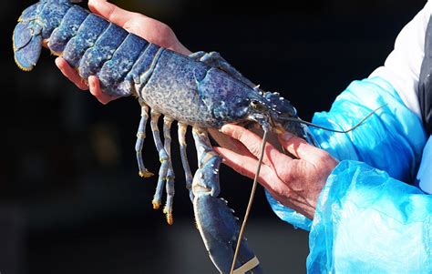 Rare Blue Lobster Caught Off The Coast Of Northumberland Uk Global Times