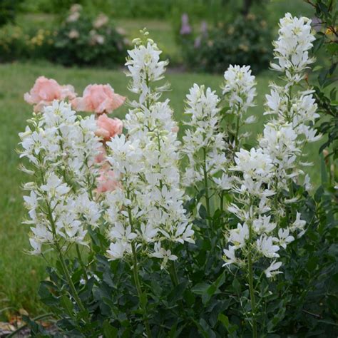 The following list of perennial flowers will help you choose just which permanent plants you want to invite into your garden to stay. Perennials For Cut Flowers - Flowers For A Cutting Garden ...