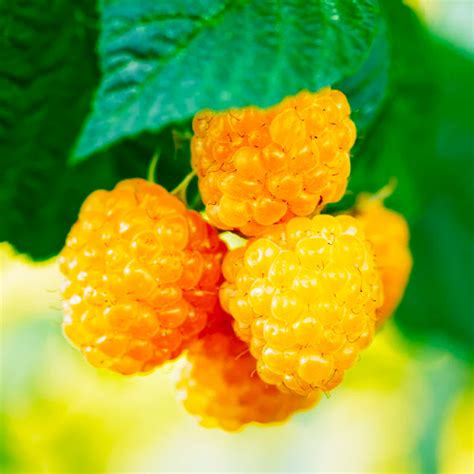 Fall Gold Raspberry Plants For Sale At Ty Ty Nursery