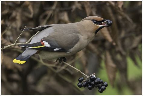 Belgium (english) · belgique (français) · belgië (nederlands). Vogels België - Wapo fotografie