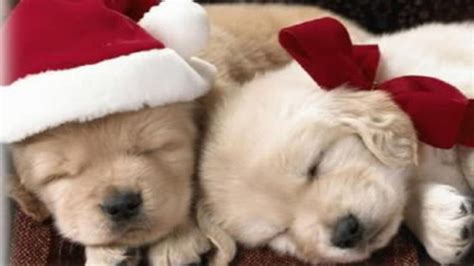 Christmas Puppies Wallpapers Wallpaper Cave