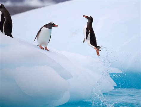 960 Penguins Jumping Water Stock Photos Pictures And Royalty Free