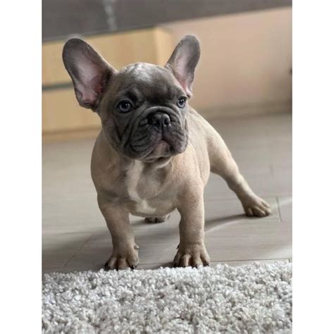 He has gorgeous blue eyes. 9 weeks old French Bulldog Puppies for Sale in New York, New York - Puppies for Sale Near Me