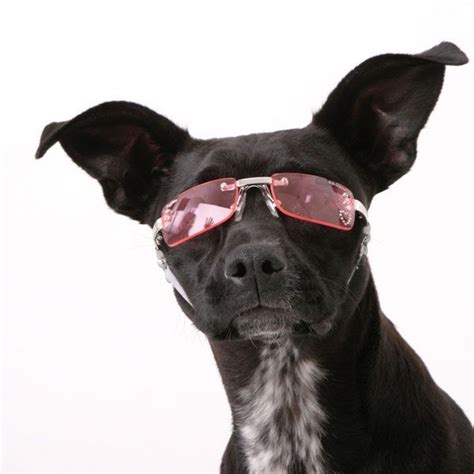 Doggles Pink Dog Sunglasses By K9 Optix Dog Sunglasses Dog Goggles Dogs