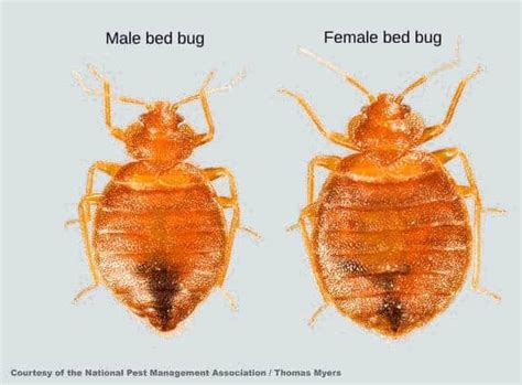 How To Identify Bed Bugs Mmpc