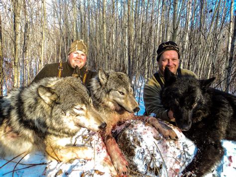 Wolf Hunt Photos Alberta Hunting With Alpine Outfitters