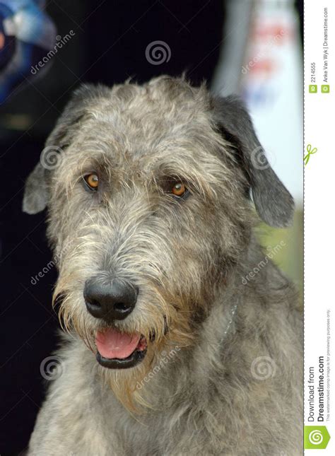 Irish Wolfhound Dog Stock Image Image Of Expression