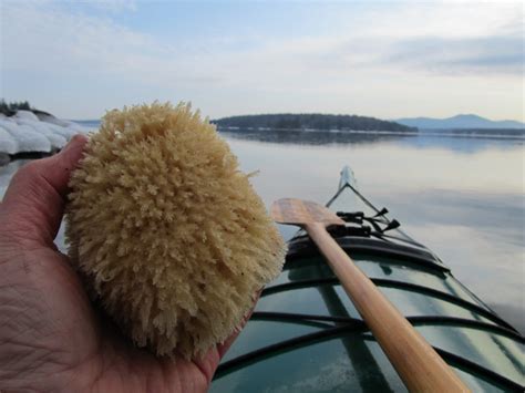 Philosophizing With A Hammer Natural Sea Sponges