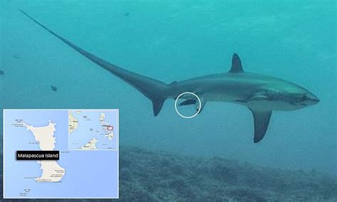First Ever Image Of Shark Giving Birth In The Wild Captured Daily Mail Online