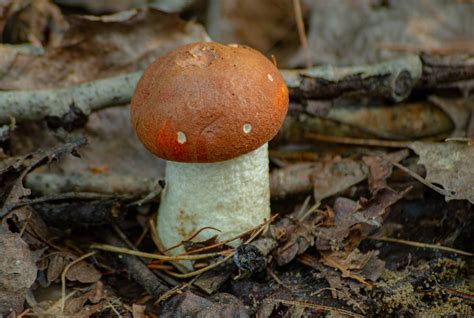 Fall Mushroom Identification Tour In English Holarctic Bridge