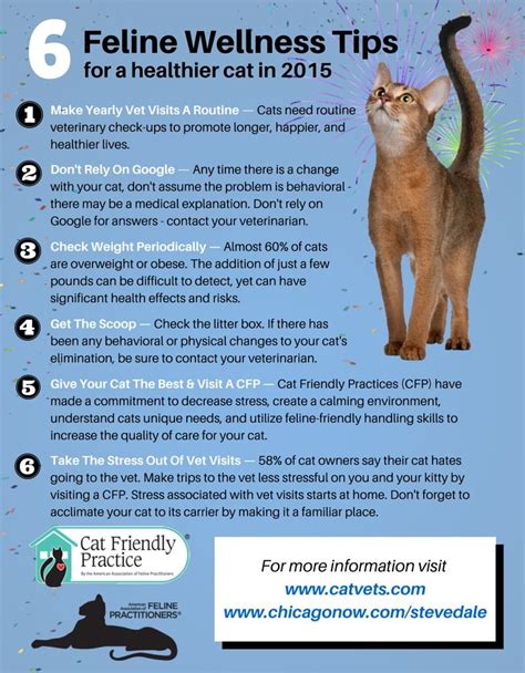 6 Ways To Keep Your Cat Healthy In 2015 Cat Care Cat Health Cat