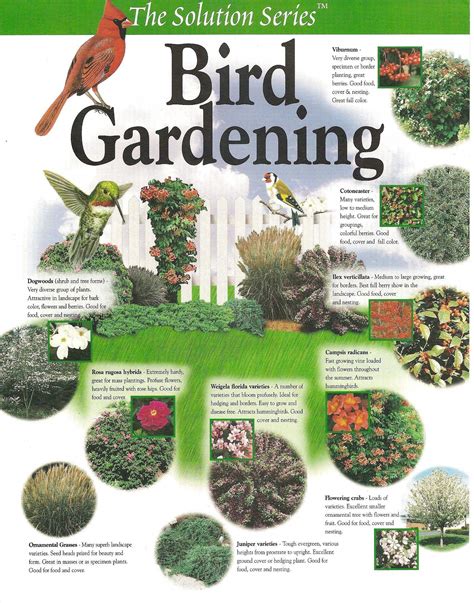 Bird Gardening Plant Plan Create Your Own Habitat Garden With These