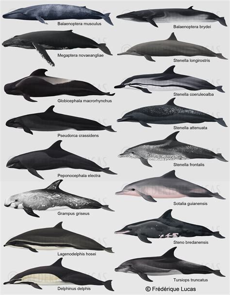 Different Types Of Dolphins With Pictures Peepsburghcom