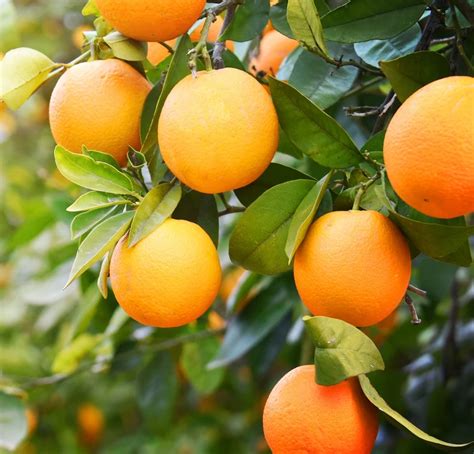 Mandarin Kinnow Easy To Peel Orangecitrus Fruit From Pakistan Buy