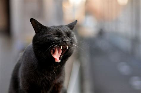 Black Cat Yawning Cat Yawning Cats Black Cat