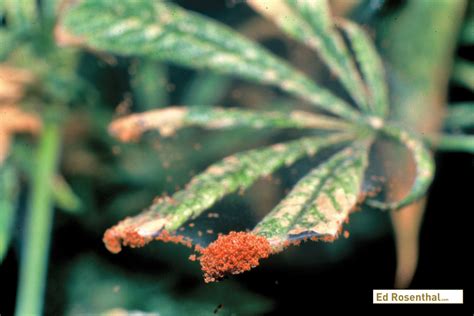 Visible damage to your plant, like the. How to Prevent and Get Rid of Spider, Broad and Russet ...