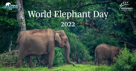 Elephants And People World Elephant Day Photography Contest