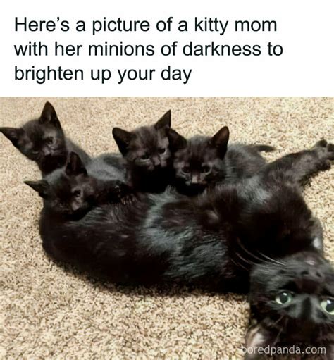 Funny And Relatable Cat Pics And Memes To Brighten Up Your Day Viral Daily
