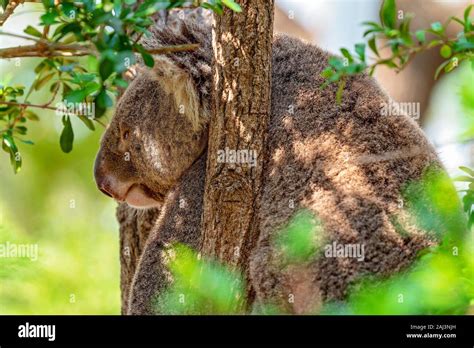 An Australian Koala Bear Sleeping In The Fork Of A Tree Stock Photo Alamy