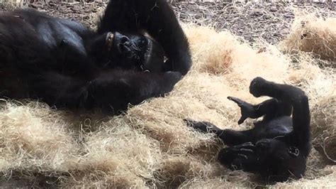 Gorilla Mother And Baby Youtube