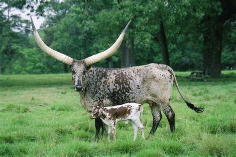 Flickr Watusi Cattle Animals With Horns Animals Beautiful