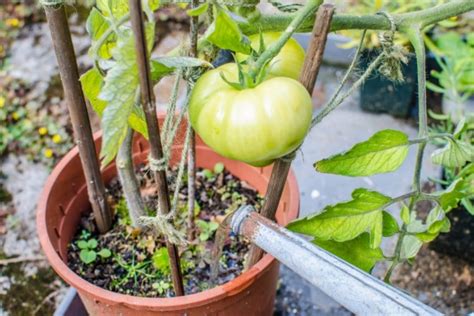 How Often Do You Water Tomato Plants Plant Ideas