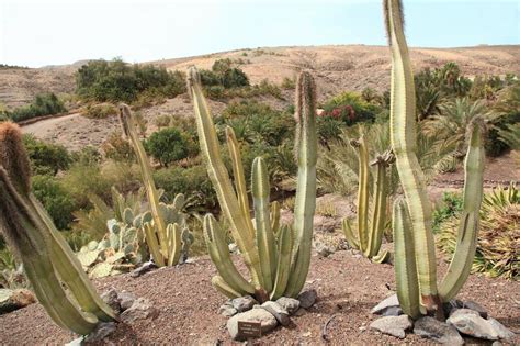 Cactus Qui Devient Marron Par Le Haut - Cactus totem (Pachycereus schotti) : arrosage, entretien