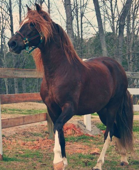 Equine Elegance Horses Horse Breeds Horse Life