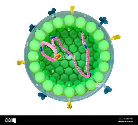 Virus Del Sarampión Ilustración Fotografía De Stock Alamy