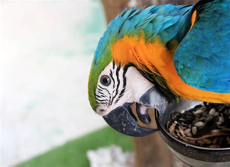 Premium Photo Blue And Gold Macaw Parrot Face