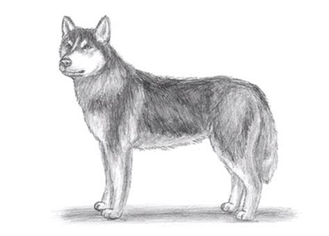 È sempre illegale avere un lupo? Come disegnare un Husky - Tutorial - Stile Arte