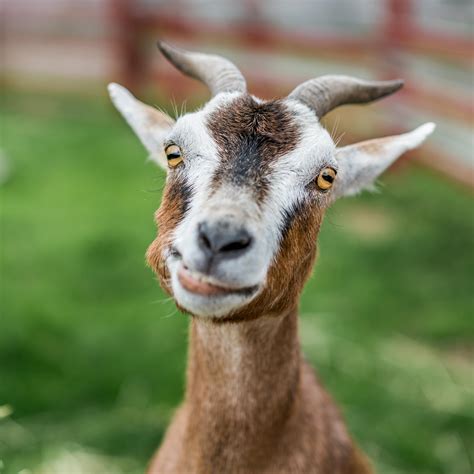 Goat History And Some Interesting Facts