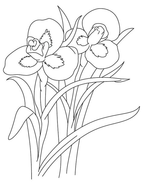 Van Gogh Irises Coloring Page Coloring Pages