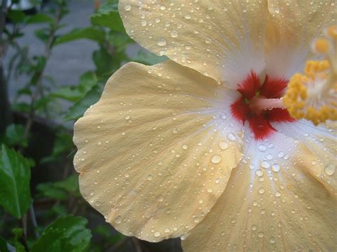 Hibiscus Free Photo Download Freeimages