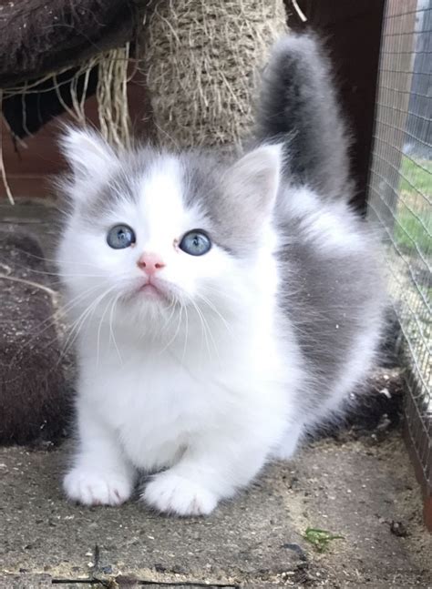 I want to buy a mini monkey. Munchkin Cats For Sale | Georgia 85, GA #224396 | Petzlover