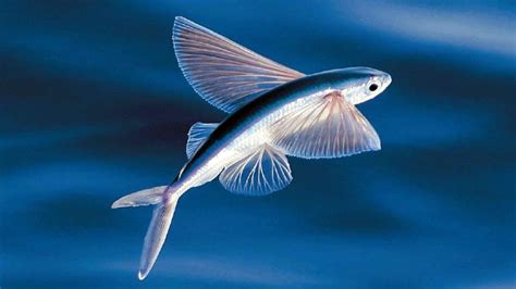 10 Fastest Fish In The World The