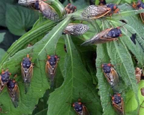 Cicadas Emerge For First Time In 17 Years Oxford Observer