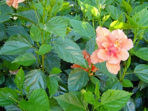 Double Peach Hibiscus I Like This Variety Because It Is A Heavy Winter