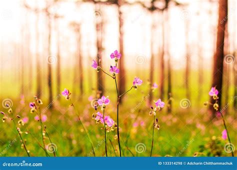 Purple Flowers Field In Pine Tree Forest In The Mist And Rain A Stock