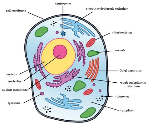 Label The Parts Of An Animal Cell Coo Worksheets