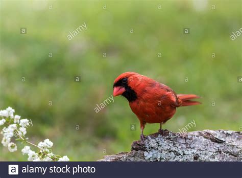 Northern Cardinal Male Cardinalis Cardinalis Perched On Tree Stump In
