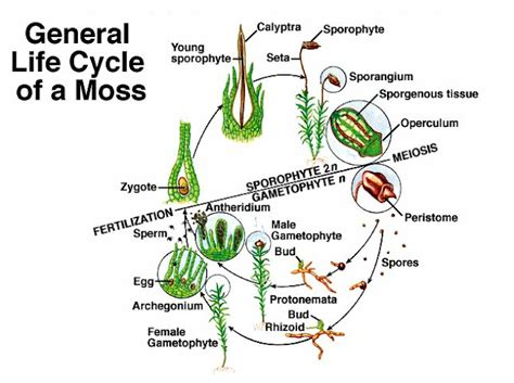 Jessicas Wonderful World Of Plants Mosses