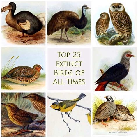 Top 25 Extinct Birds Of All Times Causes Of Mass Extinction Of Birds