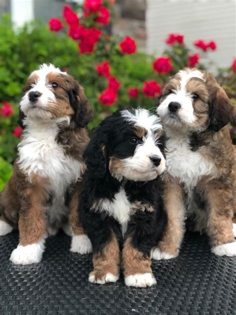 Bernedoodles Cute Dogs Cute Baby Animals Bernedoodle Puppy