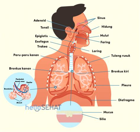 Jadi, pernapasan atau respirasi yang dilakukan organisme. Jelaskan Proses Pernafasan Perut : Pernapasan Pada Manusia Pengertian Mekanisme Porses Gambar ...