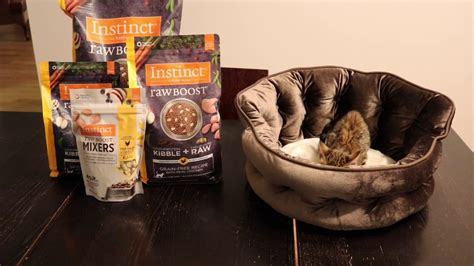 Raw boost is high protein cat food with probiotics to raw boost grain free cat food is complete and balanced nutrition for all cats and is available in a variety of customer review: Bengal Cat Breeder Review On Instinct Raw Boost Cat Food ...
