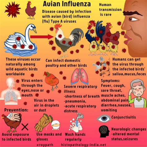 Bird Flu Epidemiology And Prevention Astral Hygiene