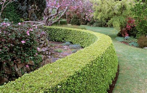 How To Grow Lush Boxwood Hedges Worthy Of Your Garden In 2020 Boxwood