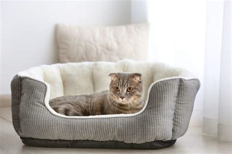 Best Cat Beds Cat Stuff Plus The Best Cat Guides Tips And Product