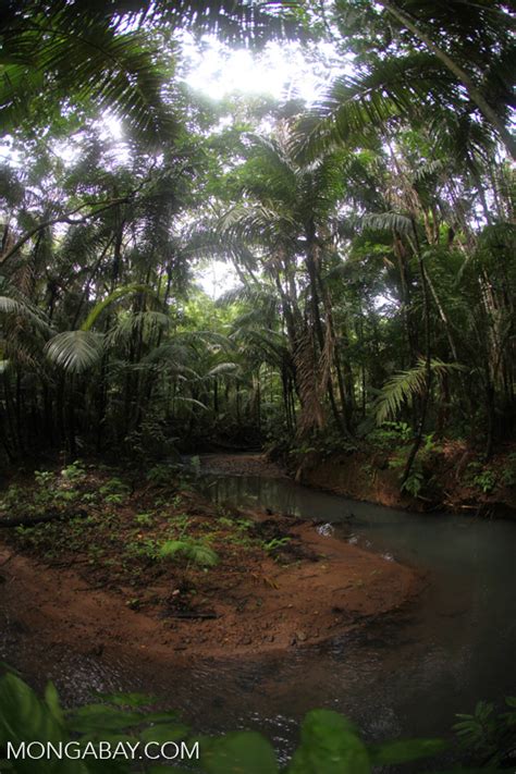 Lowland Jungle Creek In Javas Ujung Kulon National Park